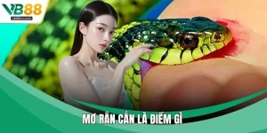 Mơ Rắn Cắn Là Điềm Gì Và Ý Nghĩa Tâm Linh Bạn Nên Biết